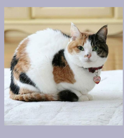 Photo of a calico cat