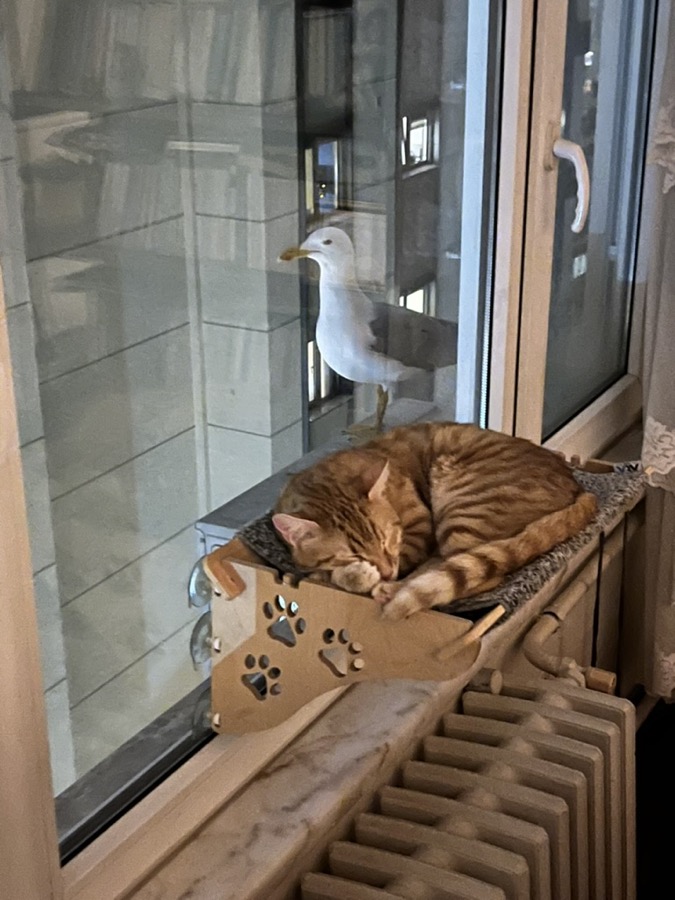 Illustration of a cat by a window